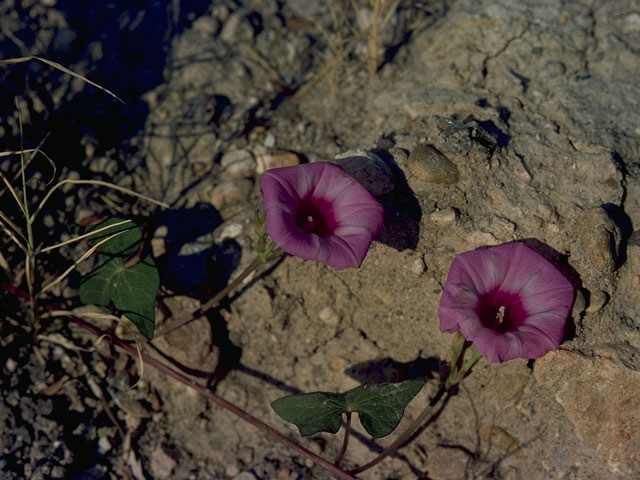 Ipomoea cordatotriloba var. cordatotriloba (Tievine) #10490