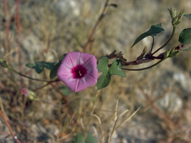 Ipomoea cordatotriloba var. cordatotriloba (Tievine) #10491