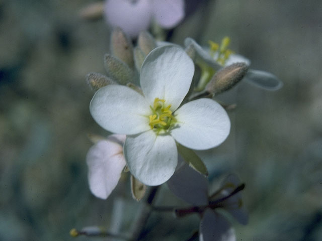 Nerisyrenia camporum (Bicolor fanmustard) #10536