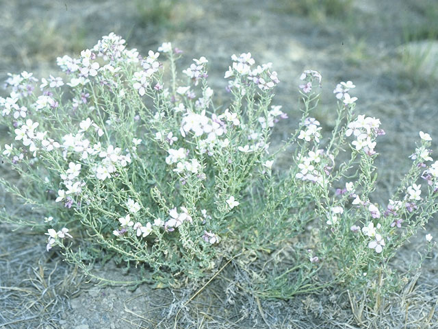 Nerisyrenia camporum (Bicolor fanmustard) #10739