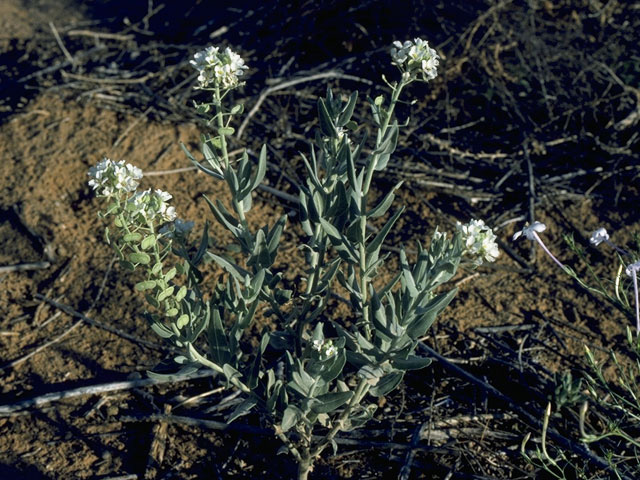 Nerisyrenia camporum (Bicolor fanmustard) #10740