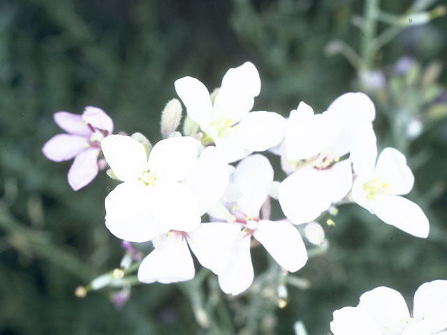 Nerisyrenia camporum (Bicolor fanmustard) #10741