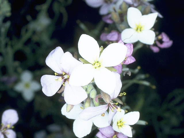 Nerisyrenia camporum (Bicolor fanmustard) #10742