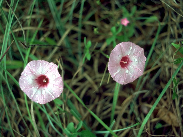 Ipomoea cordatotriloba var. cordatotriloba (Tievine) #15127