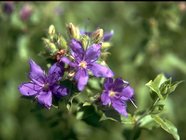 Hydrolea ovata (Blue waterleaf) #15159