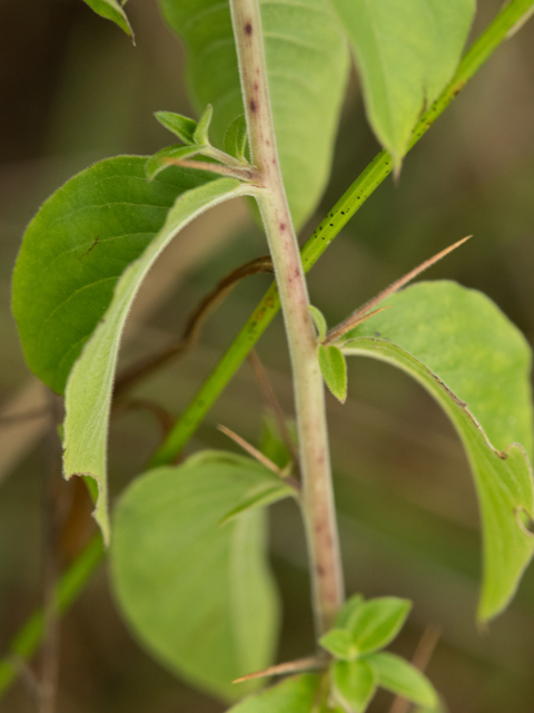 Hydrolea ovata (Blue waterleaf) #42439