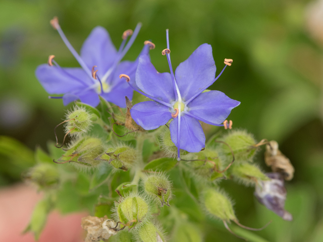 Hydrolea ovata (Blue waterleaf) #42440