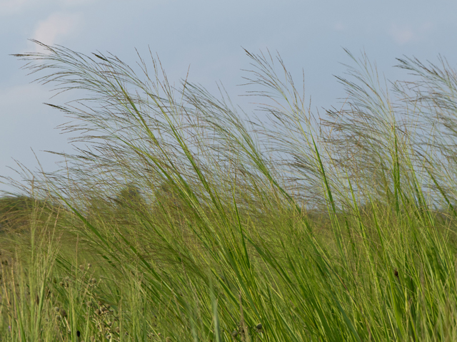 Panicum virgatum (Switchgrass) #42474