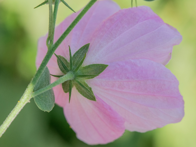 Kosteletzkya virginica (Virginia saltmarsh mallow) #42999