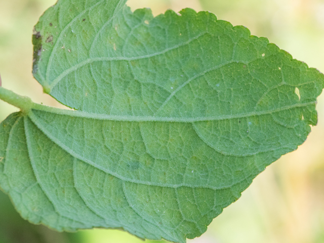 Kosteletzkya virginica (Virginia saltmarsh mallow) #43000