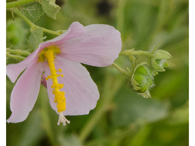 Kosteletzkya virginica (Virginia saltmarsh mallow) #43099