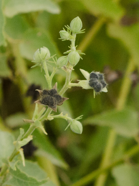 Kosteletzkya virginica (Virginia saltmarsh mallow) #43100