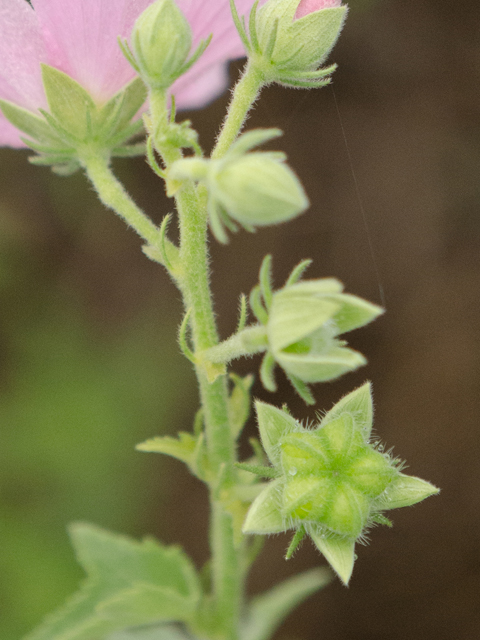 Kosteletzkya virginica (Virginia saltmarsh mallow) #43101