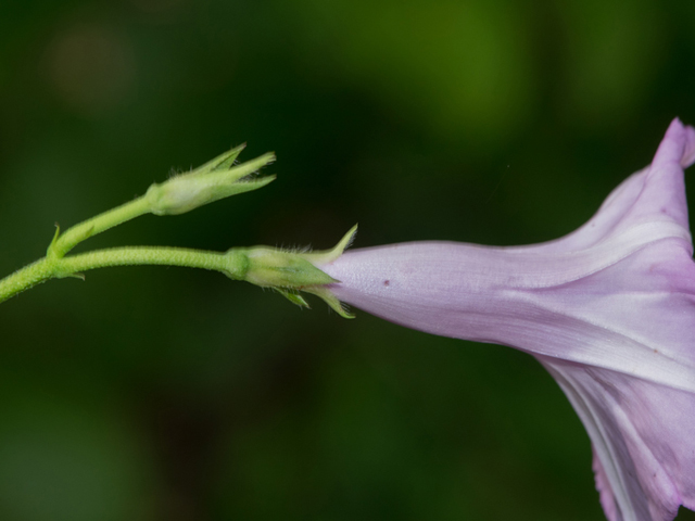 Ipomoea cordatotriloba var. cordatotriloba (Tievine) #46899