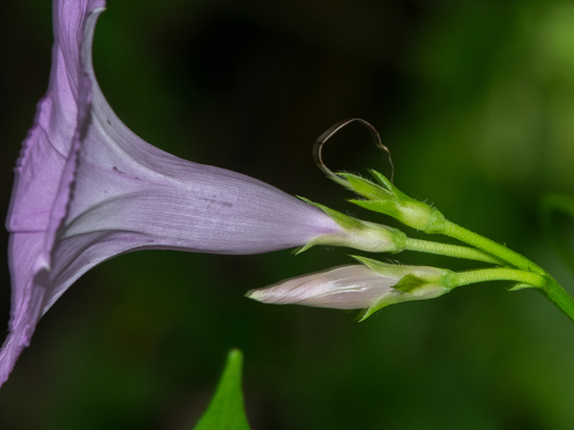 Ipomoea cordatotriloba var. cordatotriloba (Tievine) #46901