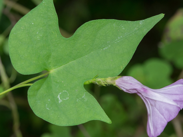 Ipomoea cordatotriloba var. cordatotriloba (Tievine) #46902