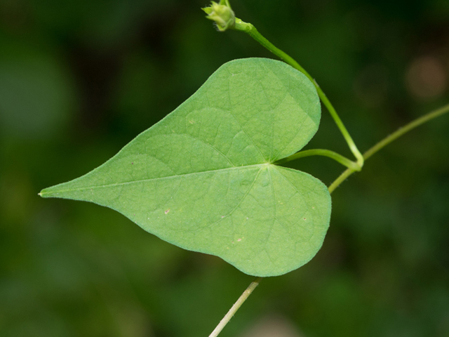 Ipomoea cordatotriloba var. cordatotriloba (Tievine) #46903