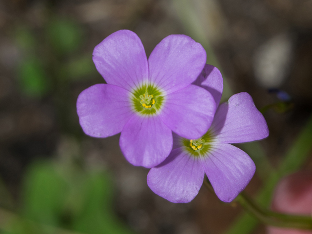 Oxalis drummondii (Drummond's wood-sorrel) #46908