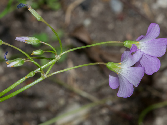 Oxalis drummondii (Drummond's wood-sorrel) #46909