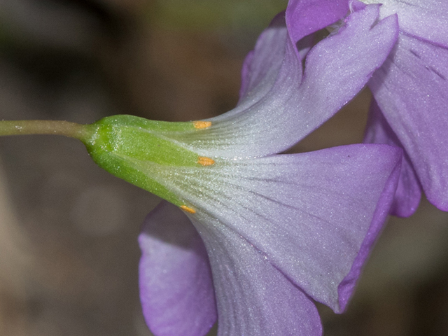 Oxalis drummondii (Drummond's wood-sorrel) #46910