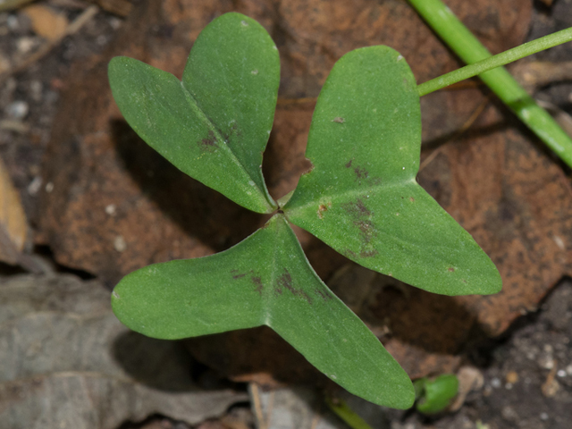 Oxalis drummondii (Drummond's wood-sorrel) #46911