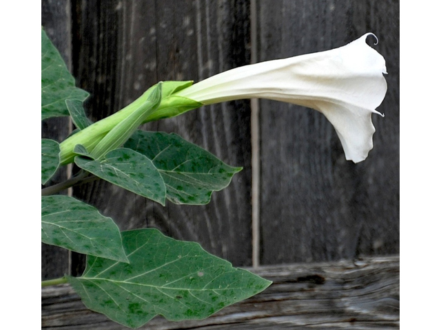 Datura wrightii (Jimsonweed) #36718