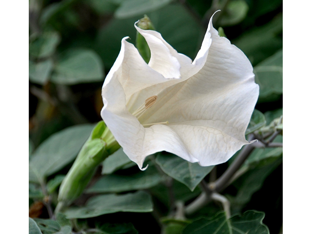 Datura wrightii (Jimsonweed) #36719