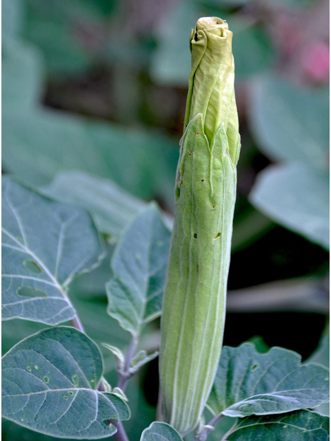 Datura wrightii (Jimsonweed) #36720