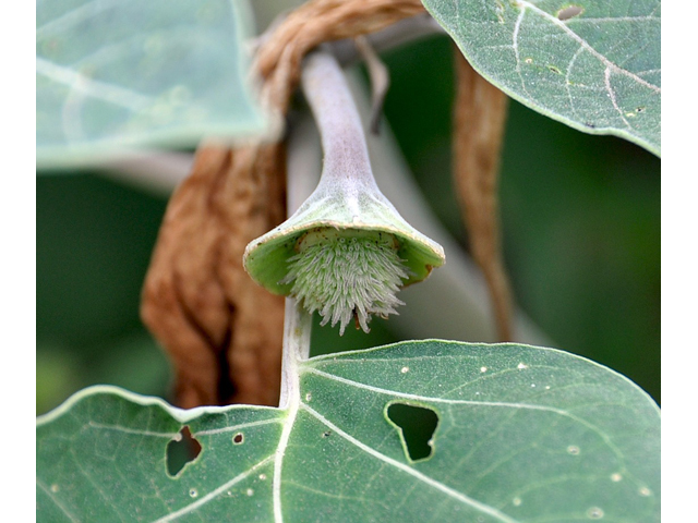 Datura wrightii (Jimsonweed) #36721