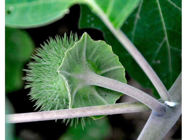 Datura wrightii (Jimsonweed) #36722