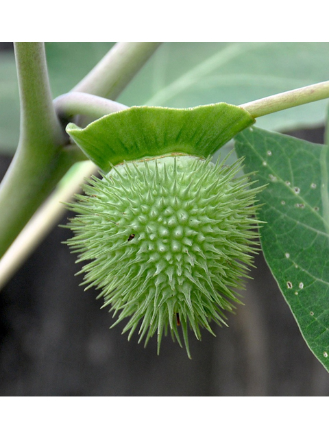 Datura wrightii (Jimsonweed) #36723