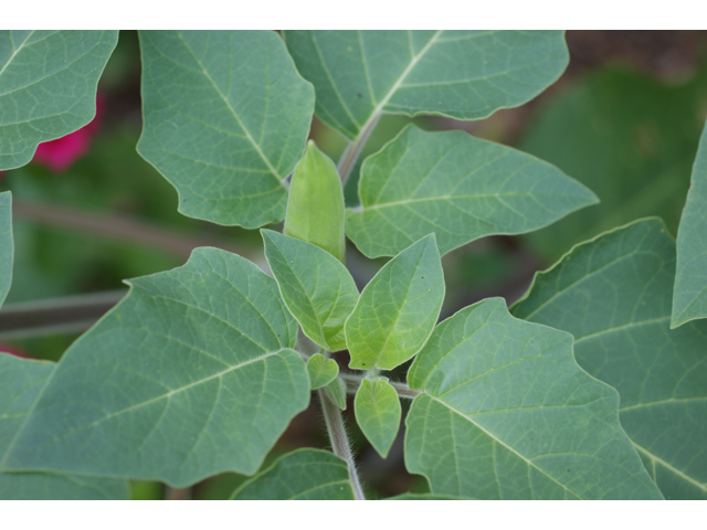 Datura wrightii (Jimsonweed) #37825