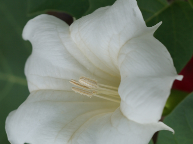 Datura wrightii (Jimsonweed) #37826