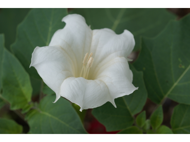 Datura wrightii (Jimsonweed) #37827