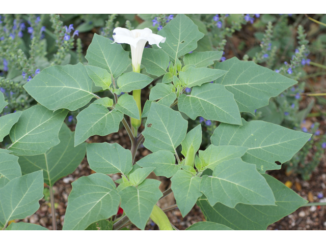 Datura wrightii (Jimsonweed) #37829