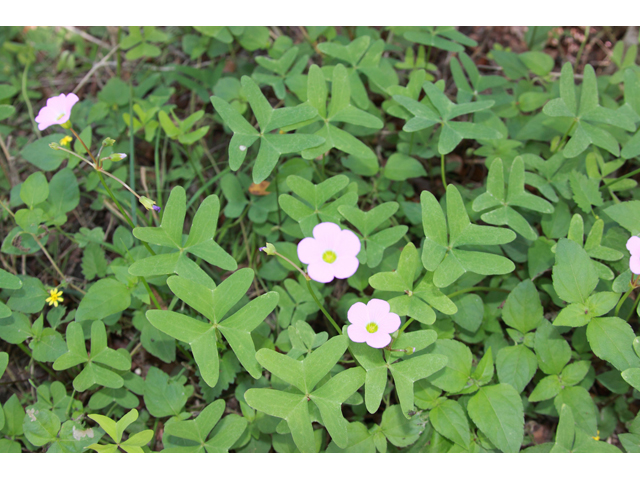 Oxalis drummondii (Drummond's wood-sorrel) #37977