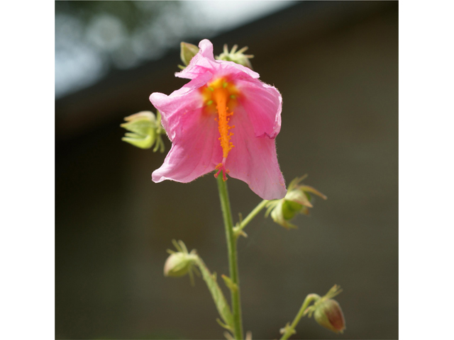 Kosteletzkya virginica (Virginia saltmarsh mallow) #38495