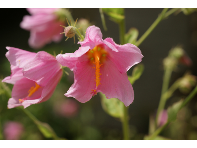 Kosteletzkya virginica (Virginia saltmarsh mallow) #38496