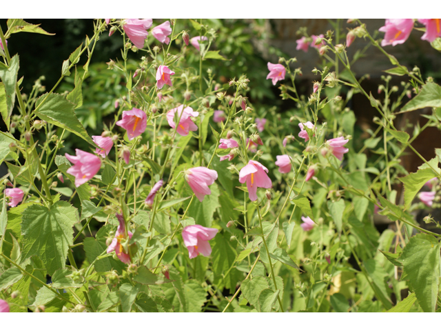 Kosteletzkya virginica (Virginia saltmarsh mallow) #38497