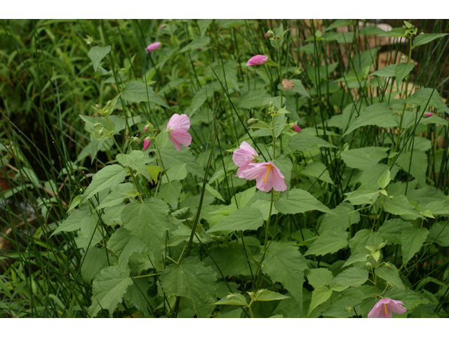 Kosteletzkya virginica (Virginia saltmarsh mallow) #40128