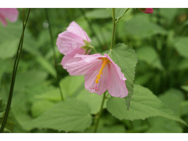 Kosteletzkya virginica (Virginia saltmarsh mallow) #40129