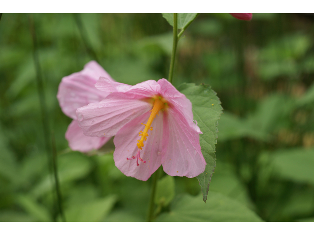 Kosteletzkya virginica (Virginia saltmarsh mallow) #40130