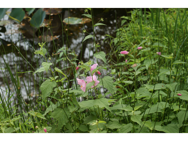 Kosteletzkya virginica (Virginia saltmarsh mallow) #40131