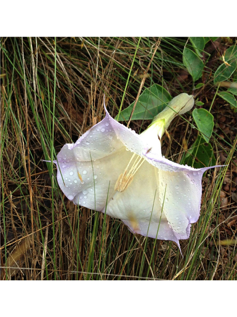 Datura wrightii (Jimsonweed) #40407