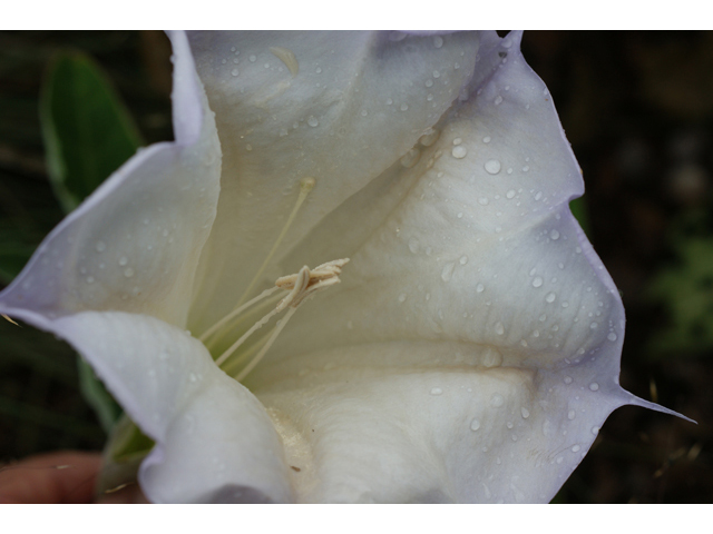 Datura wrightii (Jimsonweed) #40409