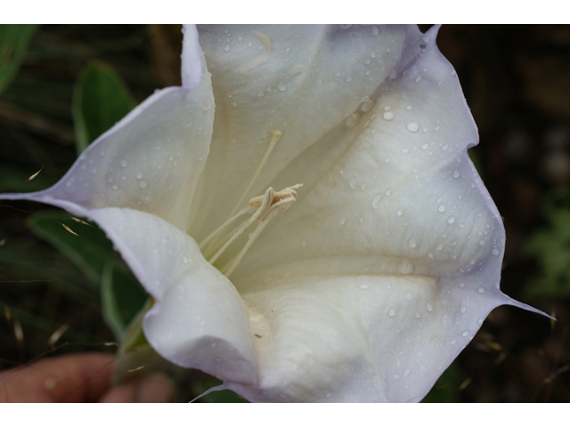 Datura wrightii (Jimsonweed) #40410