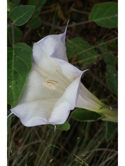 Datura wrightii (Jimsonweed) #40411