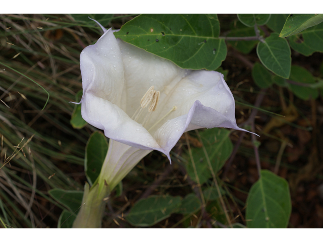 Datura wrightii (Jimsonweed) #40412