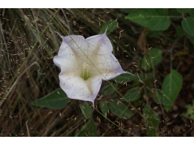 Datura wrightii (Jimsonweed) #40413