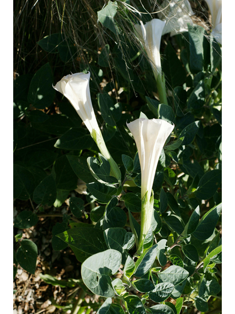 Datura wrightii (Jimsonweed) #40566